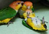 Фото Рыжеголовый белобрюхий попугай, или каик (Pionites leucogaster) птенцы выкормыши