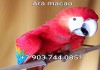Фото Красный ара (Ara macao) - птенцы выкормыши из питомника